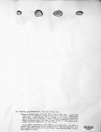 Lecidea exanthemica image